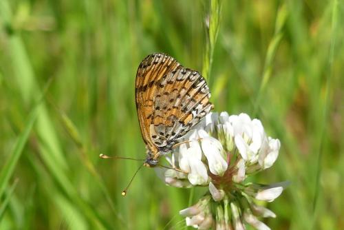 Melitaea didyma